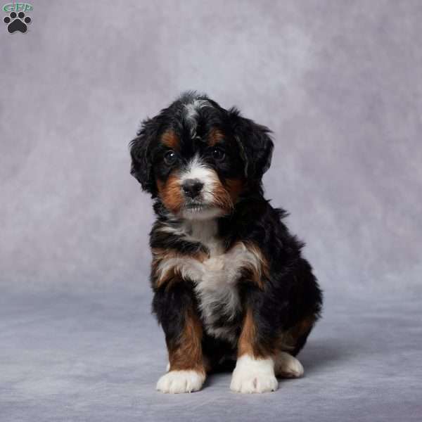 Carly, Mini Bernedoodle Puppy